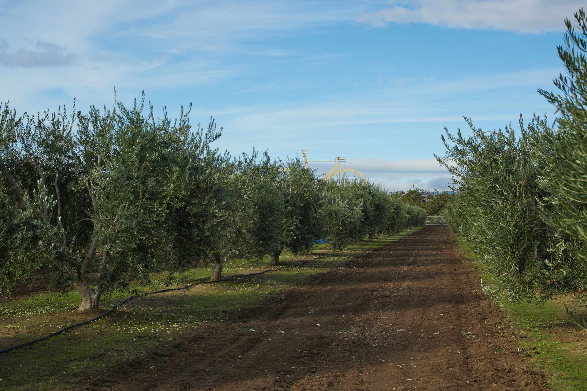 Bondolio Olive Oil